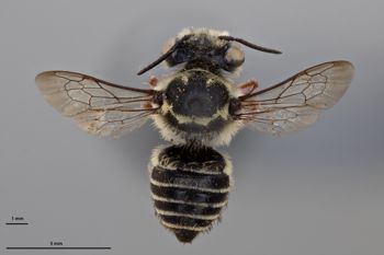 Media type: image;   Entomology 15706 Aspect: habitus dorsal view